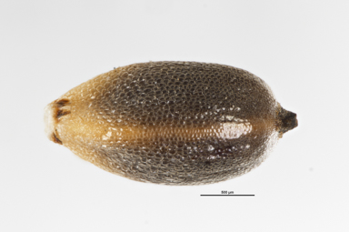 APII jpeg image of Gahnia filum  © contact APII