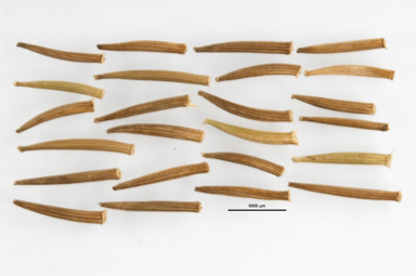 APII jpeg image of Microseris lanceolata  © contact APII