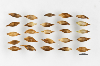 APII jpeg image of Carex cephalotes  © contact APII