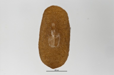 APII jpeg image of Plantago euryphylla  © contact APII