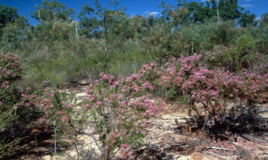 APII jpeg image of Calytrix exstipulata  © contact APII