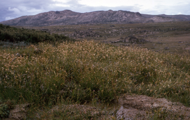 APII jpeg image of Carpha nivicola  © contact APII