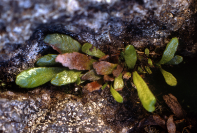 APII jpeg image of Grammitis armstrongii  © contact APII