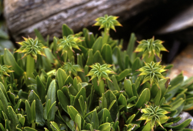 APII jpeg image of Psychrophila introloba  © contact APII