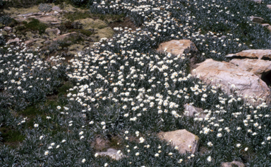 APII jpeg image of Celmisia longifolia  © contact APII