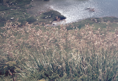 APII jpeg image of Chionochloa frigida  © contact APII