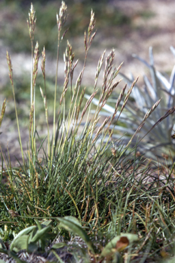APII jpeg image of Rytidosperma nudiflorum  © contact APII