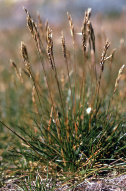 APII jpeg image of Psychrophila introloba  © contact APII