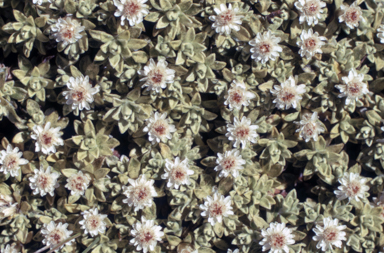 APII jpeg image of Ewartia nubigena  © contact APII