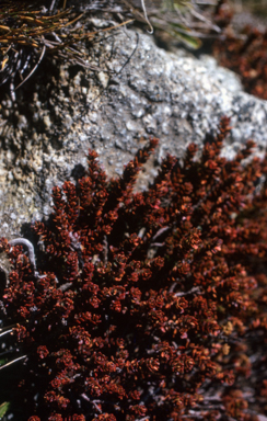 APII jpeg image of Epacris petrophila  © contact APII