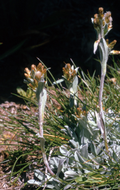 APII jpeg image of Argyrotegium fordianum  © contact APII