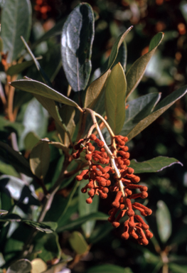 APII jpeg image of Grevillea victoriae subsp. nivalis  © contact APII