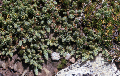 APII jpeg image of Kelleria dieffenbachii  © contact APII