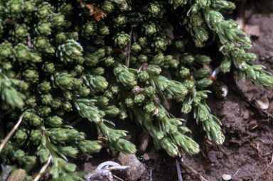 APII jpeg image of Kelleria dieffenbachii  © contact APII