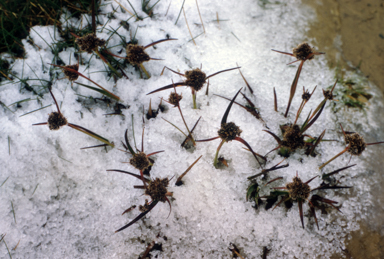 APII jpeg image of Luzula australasica subsp. australasica  © contact APII