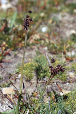 APII jpeg image of Luzula novae-cambriae  © contact APII