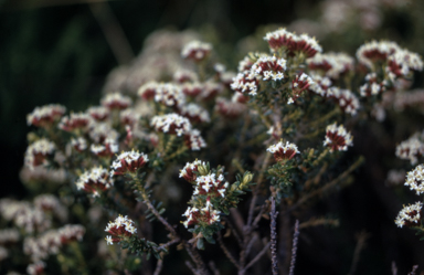APII jpeg image of Ozothamnus alpinus  © contact APII