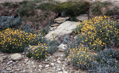 APII jpeg image of Leptorhynchos squamatus  © contact APII