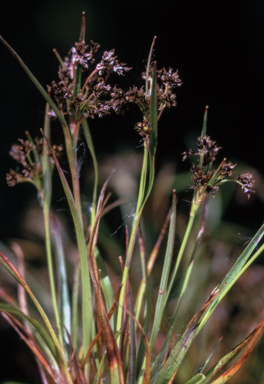 APII jpeg image of Luzula novae-cambriae  © contact APII