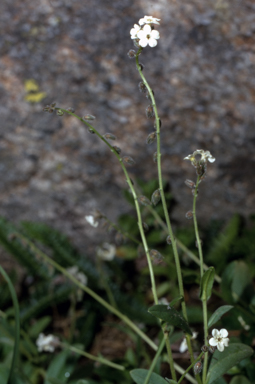 APII jpeg image of Myosotis australis  © contact APII