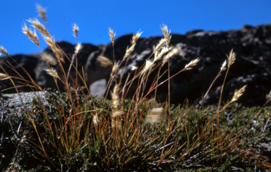 APII jpeg image of Austrodanthonia alpicola  © contact APII