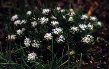 APII jpeg image of Oreomyrrhis pulvinifica  © contact APII