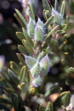 APII jpeg image of Callistachys alpestre  © contact APII