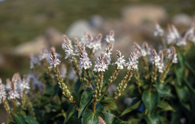 APII jpeg image of Veronica derwentiana  © contact APII