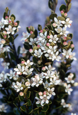 APII jpeg image of Nematolepis ovatifolia  © contact APII