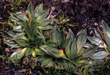 APII jpeg image of Plantago muelleri  © contact APII