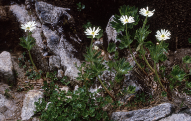 APII jpeg image of Ranunculus anemoneus  © contact APII