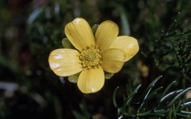 APII jpeg image of Ranunculus gunnianus  © contact APII