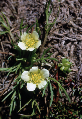 APII jpeg image of Ranunculus millanii  © contact APII