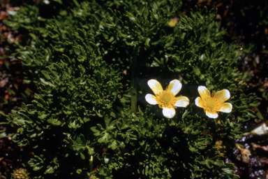 APII jpeg image of Ranunculus niphophilus  © contact APII
