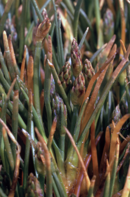 APII jpeg image of Isolepis crassiuscula  © contact APII