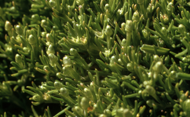 APII jpeg image of Scleranthus singulifloris  © contact APII