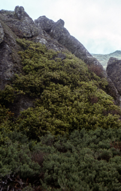 APII jpeg image of Orites lancifolia  © contact APII