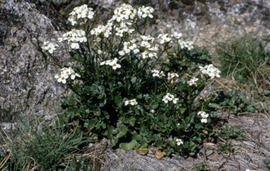 APII jpeg image of Cardamine lilacina  © contact APII