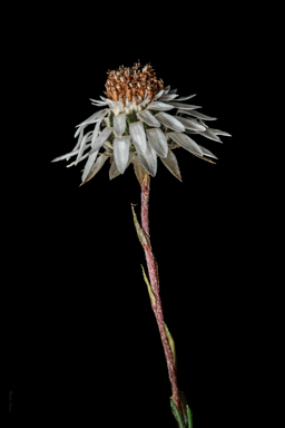 APII jpeg image of Helichrysum calvertianum  © contact APII