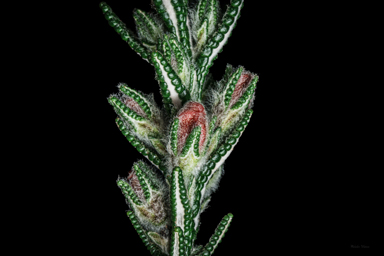 APII jpeg image of Chloanthes coccinea  © contact APII