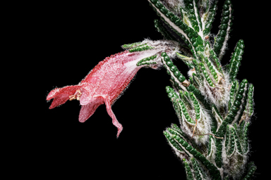APII jpeg image of Chloanthes coccinea  © contact APII