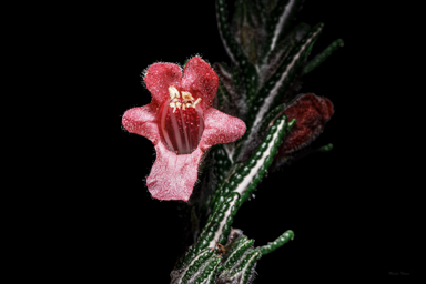 APII jpeg image of Chloanthes coccinea  © contact APII