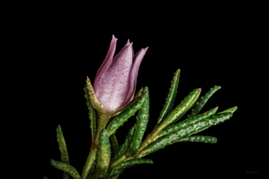 APII jpeg image of Boronia deanei subsp. acutifolia  © contact APII