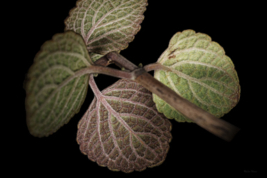 APII jpeg image of Coleus torrenticola  © contact APII