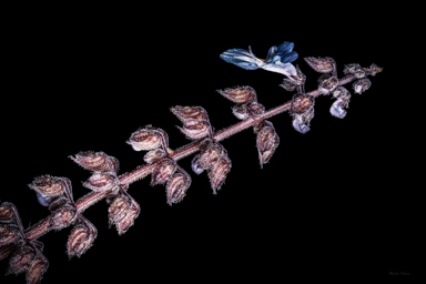 APII jpeg image of Coleus torrenticola  © contact APII