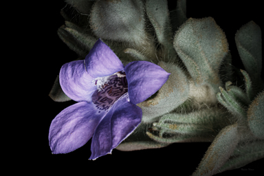 APII jpeg image of Eremophila warnesii  © contact APII
