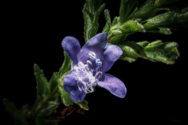 APII jpeg image of Eremophila koobabbiensis  © contact APII