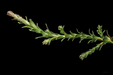 APII jpeg image of Eremophila koobabbiensis  © contact APII
