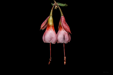 APII jpeg image of Homoranthus thomasii  © contact APII