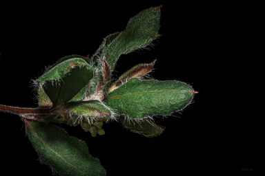 APII jpeg image of Grevillea pimeleoides  © contact APII